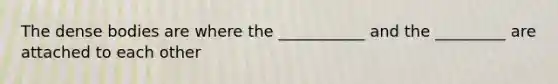 The dense bodies are where the ___________ and the _________ are attached to each other