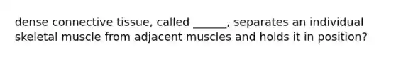 dense connective tissue, called ______, separates an individual skeletal muscle from adjacent muscles and holds it in position?