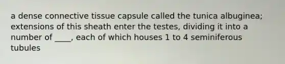 a dense connective tissue capsule called the tunica albuginea; extensions of this sheath enter the testes, dividing it into a number of ____, each of which houses 1 to 4 seminiferous tubules