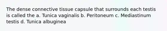 The dense connective tissue capsule that surrounds each testis is called the a. Tunica vaginalis b. Peritoneum c. Mediastinum testis d. Tunica albuginea