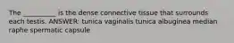 The __________ is the dense connective tissue that surrounds each testis. ANSWER: tunica vaginalis tunica albuginea median raphe spermatic capsule