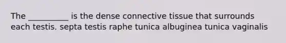 The __________ is the dense connective tissue that surrounds each testis. septa testis raphe tunica albuginea tunica vaginalis