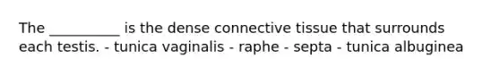 The __________ is the dense <a href='https://www.questionai.com/knowledge/kYDr0DHyc8-connective-tissue' class='anchor-knowledge'>connective tissue</a> that surrounds each testis. - tunica vaginalis - raphe - septa - tunica albuginea