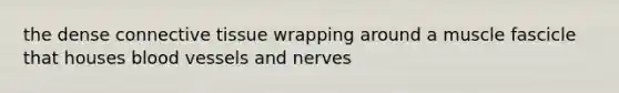 the dense connective tissue wrapping around a muscle fascicle that houses blood vessels and nerves