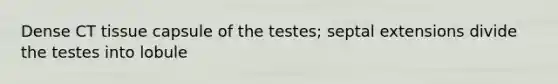 Dense CT tissue capsule of the testes; septal extensions divide the testes into lobule