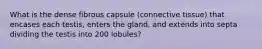 What is the dense fibrous capsule (connective tissue) that encases each testis, enters the gland, and extends into septa dividing the testis into 200 lobules?