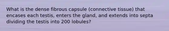 What is the dense fibrous capsule (connective tissue) that encases each testis, enters the gland, and extends into septa dividing the testis into 200 lobules?