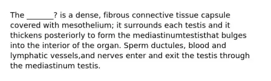 The _______? is a dense, fibrous connective tissue capsule covered with mesothelium; it surrounds each testis and it thickens posteriorly to form the mediastinumtestisthat bulges into the interior of the organ. Sperm ductules, blood and lymphatic vessels,and nerves enter and exit the testis through the mediastinum testis.