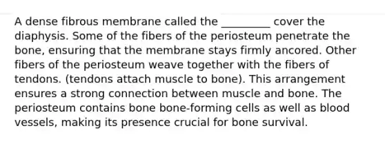 A dense fibrous membrane called the _________ cover the diaphysis. Some of the fibers of the periosteum penetrate the bone, ensuring that the membrane stays firmly ancored. Other fibers of the periosteum weave together with the fibers of tendons. (tendons attach muscle to bone). This arrangement ensures a strong connection between muscle and bone. The periosteum contains bone bone-forming cells as well as blood vessels, making its presence crucial for bone survival.