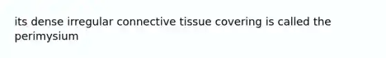 its dense irregular connective tissue covering is called the perimysium