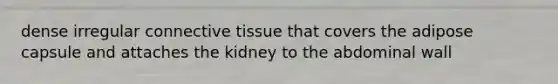 dense irregular <a href='https://www.questionai.com/knowledge/kYDr0DHyc8-connective-tissue' class='anchor-knowledge'>connective tissue</a> that covers the adipose capsule and attaches the kidney to the abdominal wall