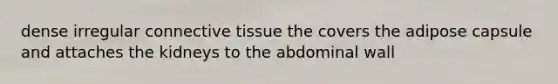 dense irregular connective tissue the covers the adipose capsule and attaches the kidneys to the abdominal wall