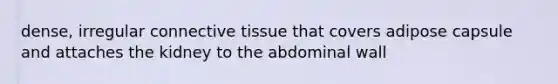 dense, irregular connective tissue that covers adipose capsule and attaches the kidney to the abdominal wall