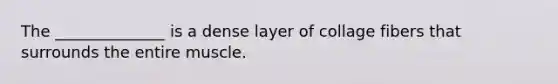 The ______________ is a dense layer of collage fibers that surrounds the entire muscle.