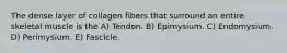 The dense layer of collagen fibers that surround an entire skeletal muscle is the A) Tendon. B) Epimysium. C) Endomysium. D) Perimysium. E) Fascicle.