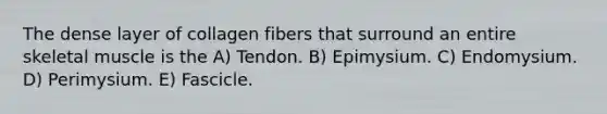 The dense layer of collagen fibers that surround an entire skeletal muscle is the A) Tendon. B) Epimysium. C) Endomysium. D) Perimysium. E) Fascicle.