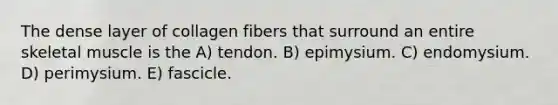 The dense layer of collagen fibers that surround an entire skeletal muscle is the A) tendon. B) epimysium. C) endomysium. D) perimysium. E) fascicle.