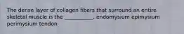 The dense layer of collagen fibers that surround an entire skeletal muscle is the ___________. endomysium epimysium perimysium tendon