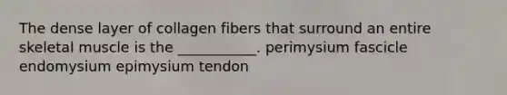 The dense layer of collagen fibers that surround an entire skeletal muscle is the ___________. perimysium fascicle endomysium epimysium tendon