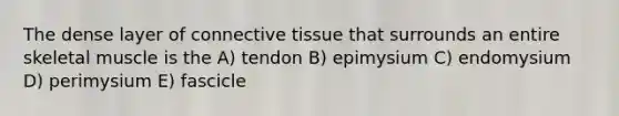 The dense layer of connective tissue that surrounds an entire skeletal muscle is the A) tendon B) epimysium C) endomysium D) perimysium E) fascicle