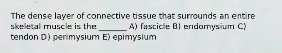 The dense layer of connective tissue that surrounds an entire skeletal muscle is the _______ A) fascicle B) endomysium C) tendon D) perimysium E) epimysium