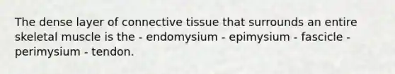 The dense layer of connective tissue that surrounds an entire skeletal muscle is the - endomysium - epimysium - fascicle - perimysium - tendon.