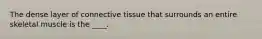 The dense layer of connective tissue that surrounds an entire skeletal muscle is the ____.