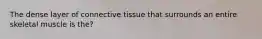 The dense layer of connective tissue that surrounds an entire skeletal muscle is the?