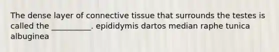 The dense layer of connective tissue that surrounds the testes is called the __________. epididymis dartos median raphe tunica albuginea