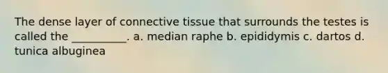 The dense layer of <a href='https://www.questionai.com/knowledge/kYDr0DHyc8-connective-tissue' class='anchor-knowledge'>connective tissue</a> that surrounds the testes is called the __________. a. median raphe b. epididymis c. dartos d. tunica albuginea