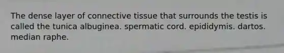 The dense layer of connective tissue that surrounds the testis is called the tunica albuginea. spermatic cord. epididymis. dartos. median raphe.