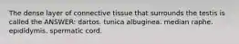 The dense layer of connective tissue that surrounds the testis is called the ANSWER: dartos. tunica albuginea. median raphe. epididymis. spermatic cord.