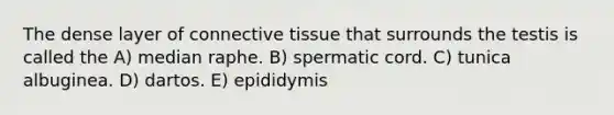 The dense layer of connective tissue that surrounds the testis is called the A) median raphe. B) spermatic cord. C) tunica albuginea. D) dartos. E) epididymis