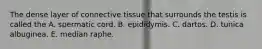 The dense layer of connective tissue that surrounds the testis is called the A. spermatic cord. B. epididymis. C. dartos. D. tunica albuginea. E. median raphe.