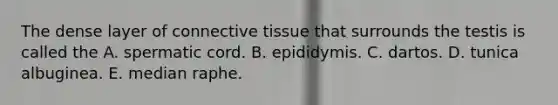 The dense layer of connective tissue that surrounds the testis is called the A. spermatic cord. B. epididymis. C. dartos. D. tunica albuginea. E. median raphe.