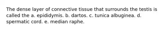 The dense layer of connective tissue that surrounds the testis is called the a. epididymis. b. dartos. c. tunica albuginea. d. spermatic cord. e. median raphe.