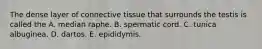 The dense layer of connective tissue that surrounds the testis is called the A. median raphe. B. spermatic cord. C. tunica albuginea. D. dartos. E. epididymis.