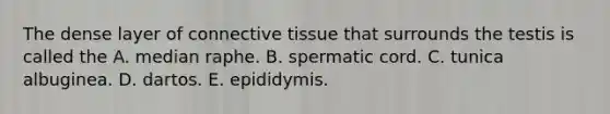 The dense layer of connective tissue that surrounds the testis is called the A. median raphe. B. spermatic cord. C. tunica albuginea. D. dartos. E. epididymis.