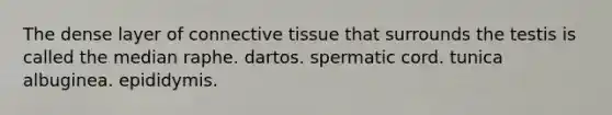 The dense layer of connective tissue that surrounds the testis is called the median raphe. dartos. spermatic cord. tunica albuginea. epididymis.