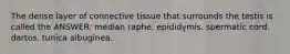 The dense layer of connective tissue that surrounds the testis is called the ANSWER: median raphe. epididymis. spermatic cord. dartos. tunica albuginea.