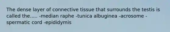 The dense layer of connective tissue that surrounds the testis is called the..... -median raphe -tunica albuginea -acrosome -spermatic cord -epididymis