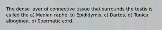 The dense layer of connective tissue that surrounds the testis is called the a) Median raphe. b) Epididymis. c) Dartos. d) Tunica albuginea. e) Spermatic cord.