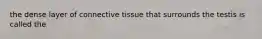 the dense layer of connective tissue that surrounds the testis is called the