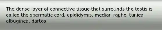 The dense layer of <a href='https://www.questionai.com/knowledge/kYDr0DHyc8-connective-tissue' class='anchor-knowledge'>connective tissue</a> that surrounds the testis is called the spermatic cord. epididymis. median raphe. tunica albuginea. dartos