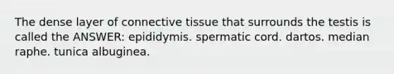 The dense layer of connective tissue that surrounds the testis is called the ANSWER: epididymis. spermatic cord. dartos. median raphe. tunica albuginea.