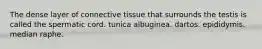 The dense layer of connective tissue that surrounds the testis is called the spermatic cord. tunica albuginea. dartos. epididymis. median raphe.