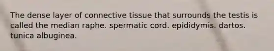 The dense layer of connective tissue that surrounds the testis is called the median raphe. spermatic cord. epididymis. dartos. tunica albuginea.