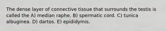 The dense layer of connective tissue that surrounds the testis is called the A) median raphe. B) spermatic cord. C) tunica albuginea. D) dartos. E) epididymis.