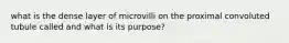 what is the dense layer of microvilli on the proximal convoluted tubule called and what is its purpose?