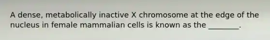 A dense, metabolically inactive X chromosome at the edge of the nucleus in female mammalian cells is known as the ________.